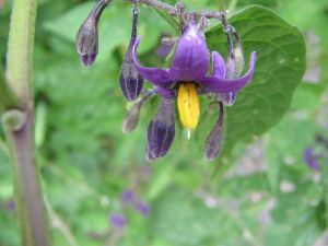 Solanum dulcamara - Besksöta. Foto: Wikimedia Commons.